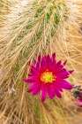 USA, California, Anza Borrego Desert State Park. Beavertail cactus blossom close-up. Art Print